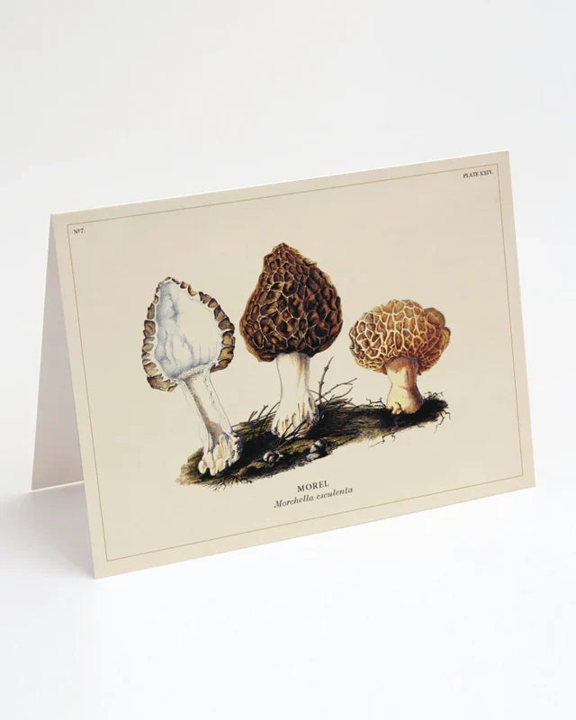 Morel Mushroom Card