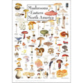 Mushrooms of Eastern North America – Poster