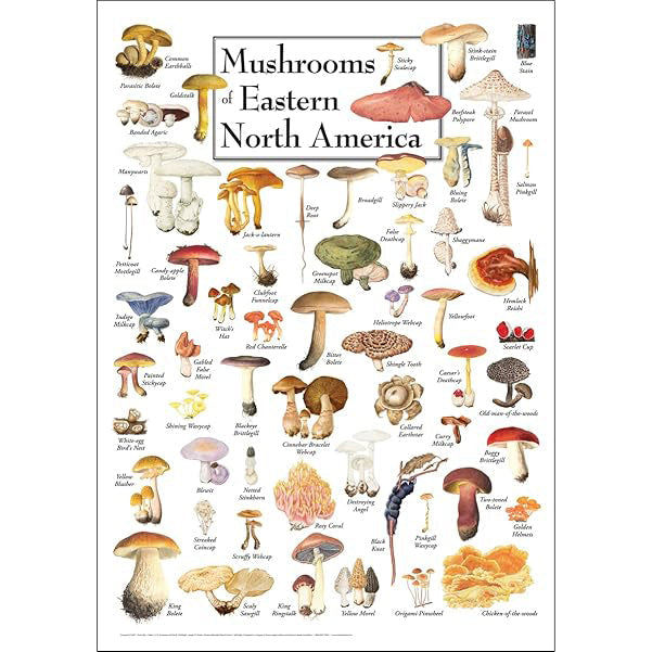 Mushrooms of Eastern North America – Poster