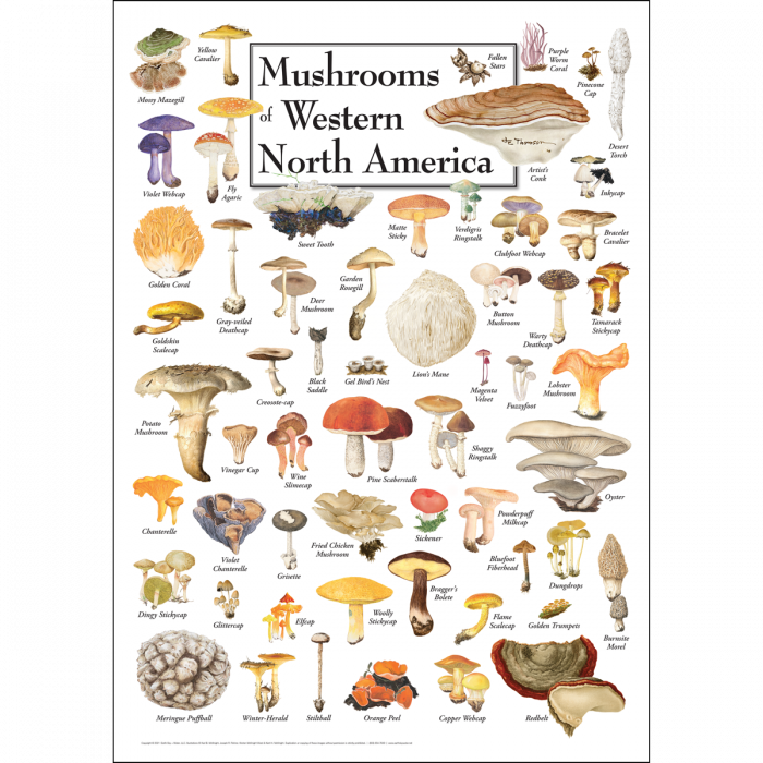 Mushrooms of Western North America – Poster