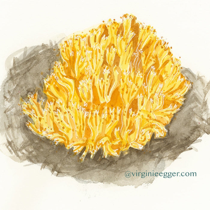November 15, 2026 – Mushroom Aquarelle Workshop