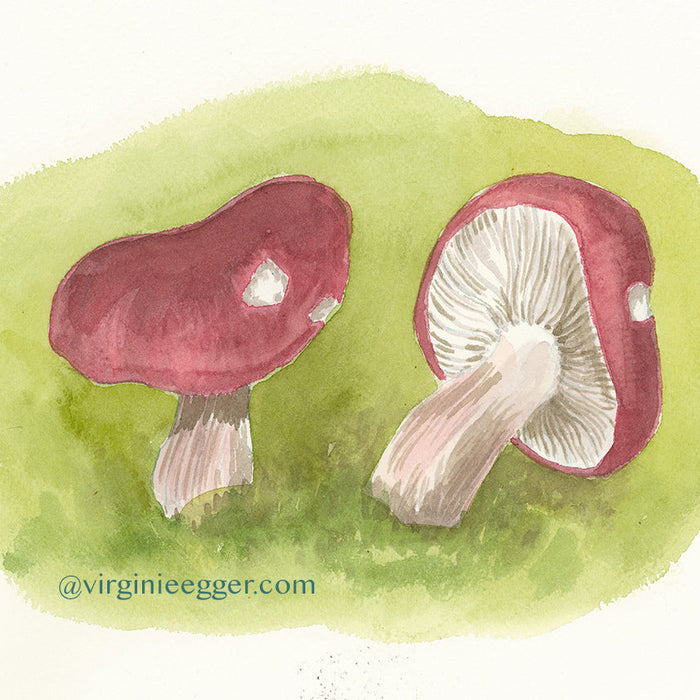 November 15, 2026 – Mushroom Aquarelle Workshop