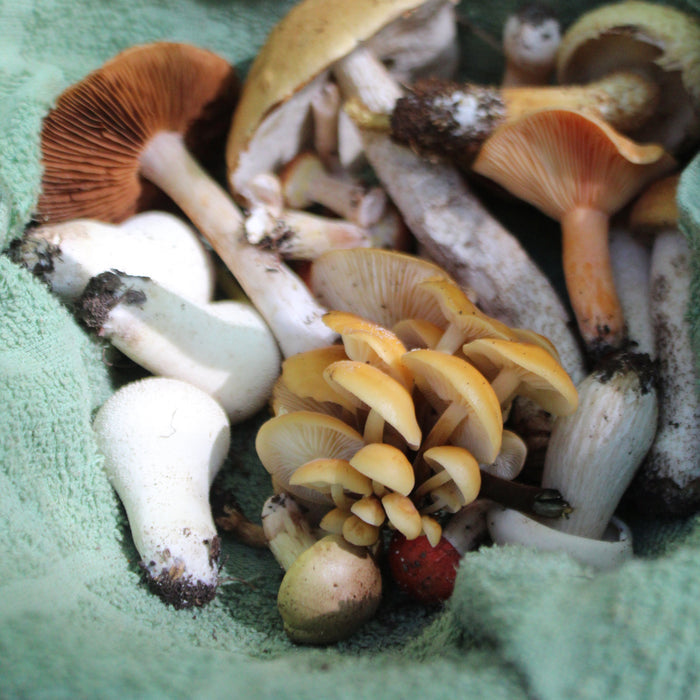 October 4, 2026 - LAURENTIANS - Mushroom-Hunting Excursion