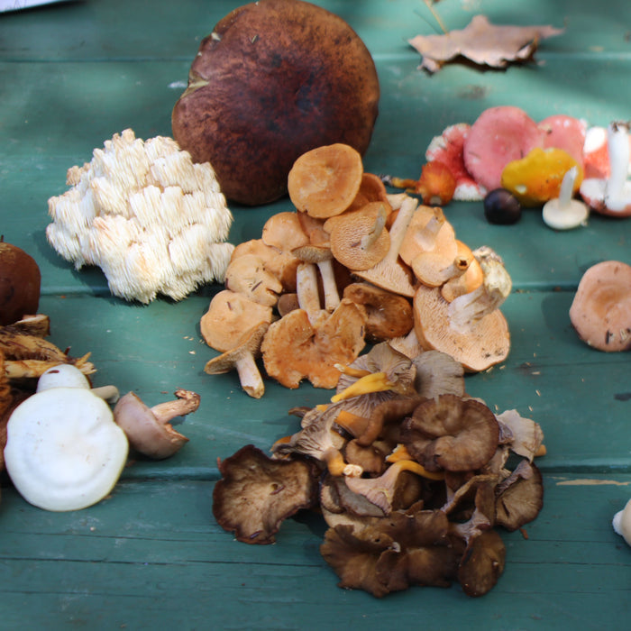 October 4, 2026 - LAURENTIANS - Mushroom-Hunting Excursion