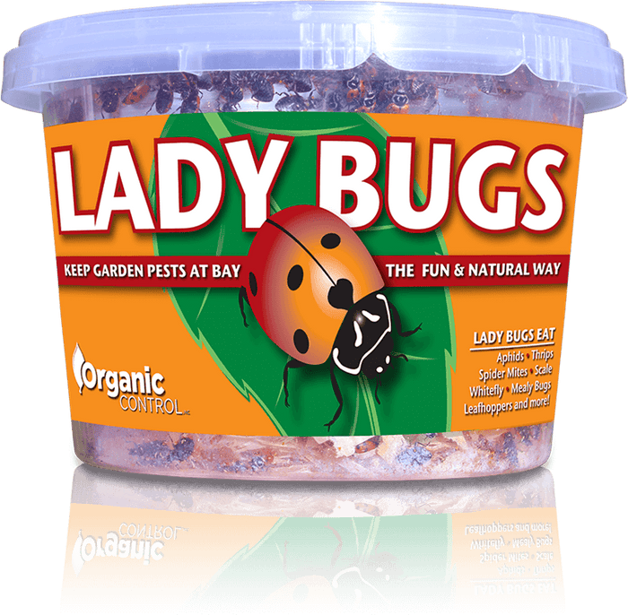 Organic Control Ladybugs