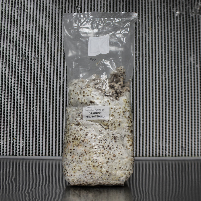 Oyster Mushrooms Grain Spawn
