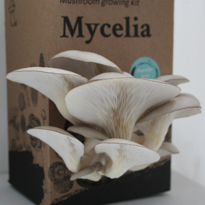 Oyster Mushrooms Grain Spawn