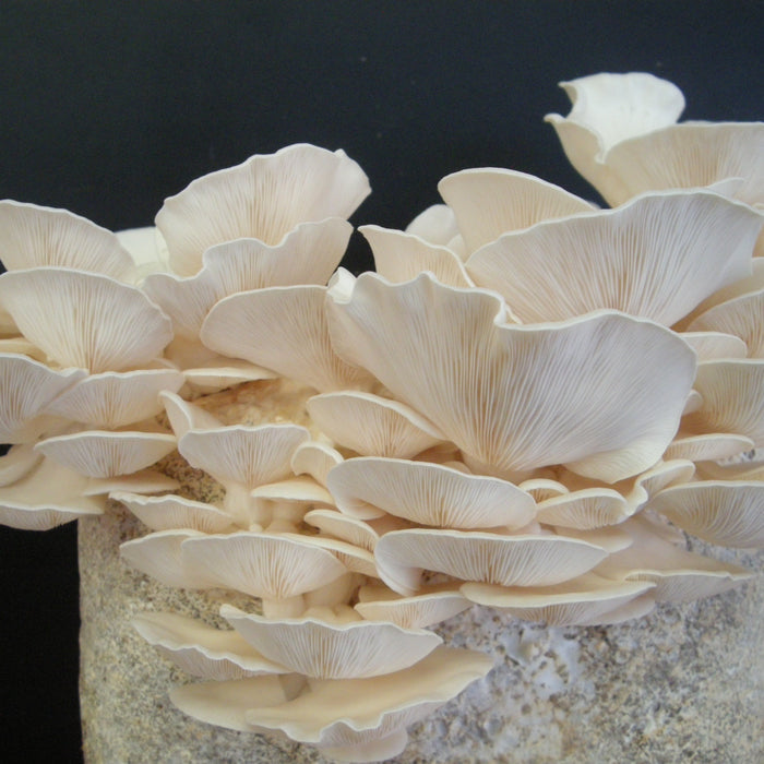 Oyster Mushrooms Grain Spawn