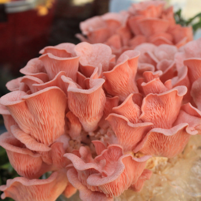 Oyster Mushrooms Grain Spawn