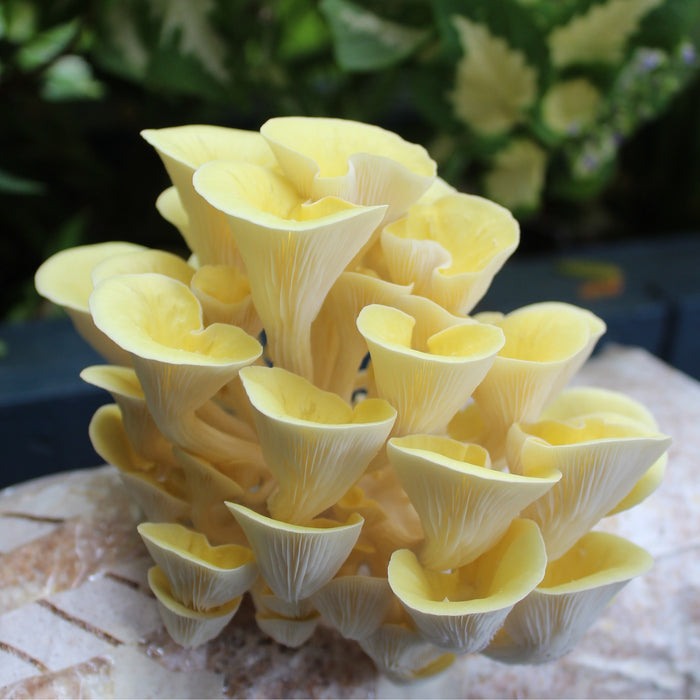 Oyster Mushrooms Grain Spawn