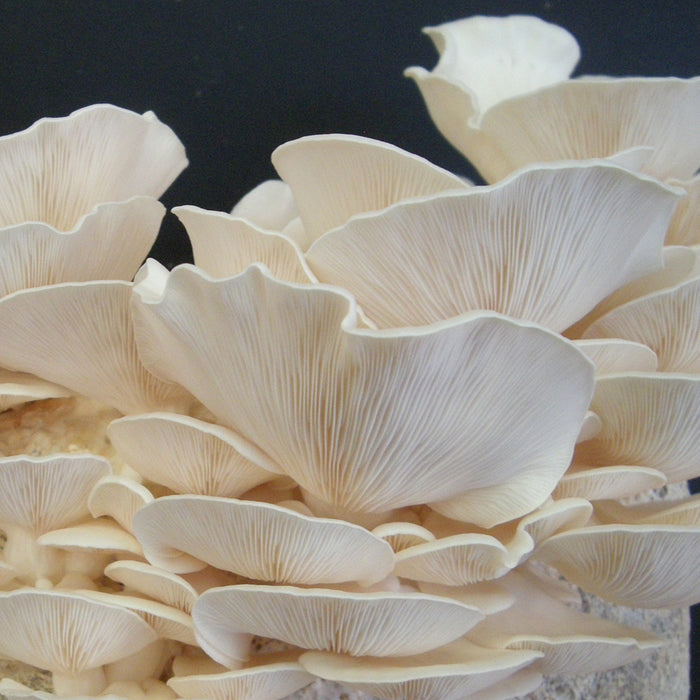Pearl Oyster Plug Spawn