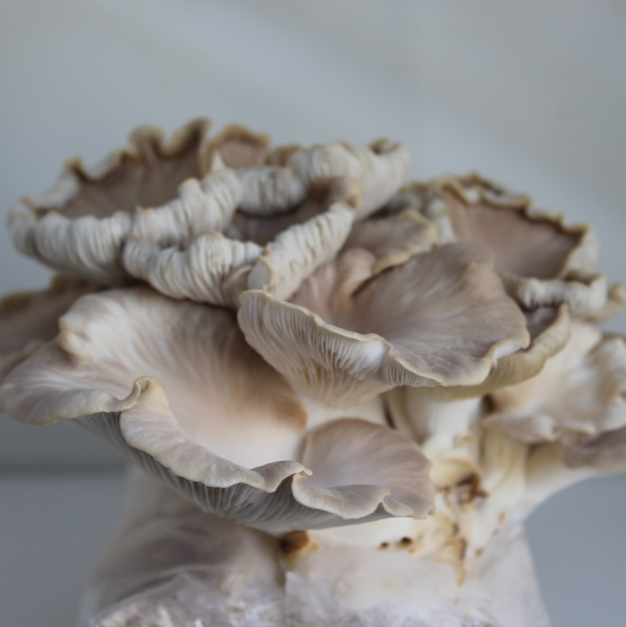 Phoenix Oyster - Liquid Mycelium Syringe