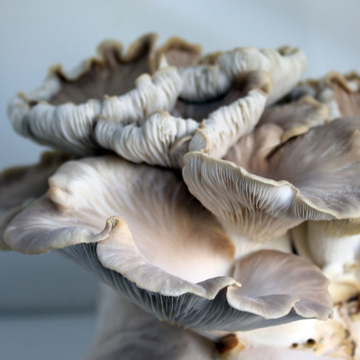 Phoenix Oyster Plug Spawn