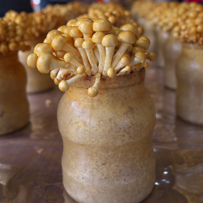 Pholiota Nameko - Liquid Mycelium Syringe
