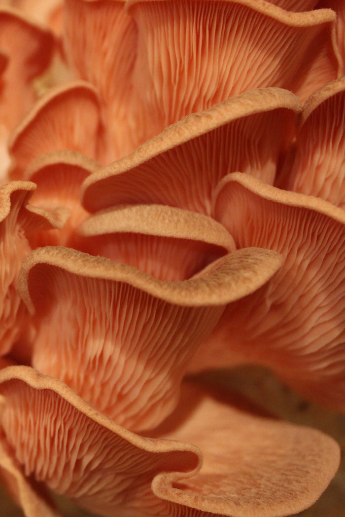 Pink Oyster Mushroom Grow Kit