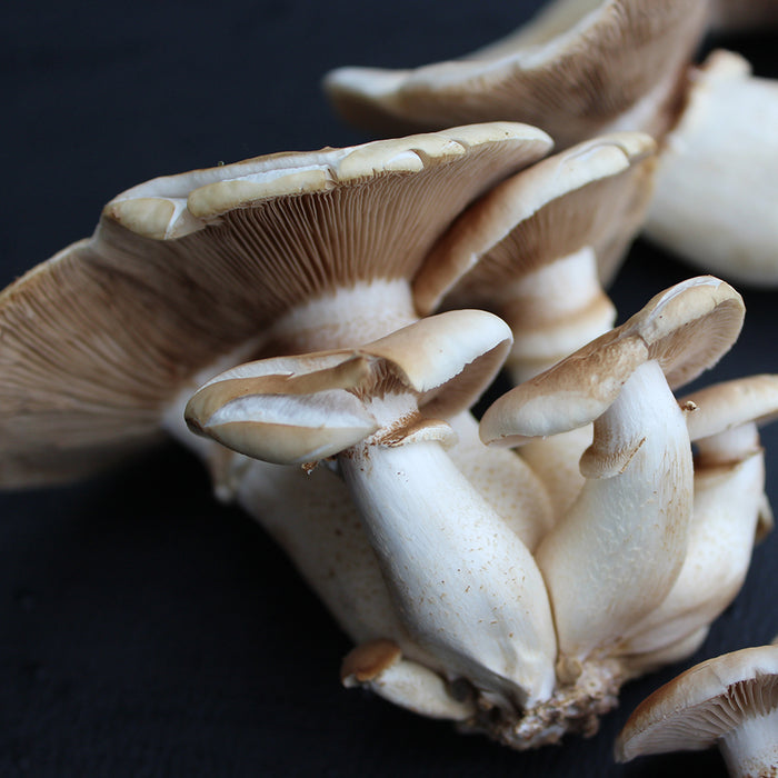Pioppino - Poplar Fieldcap - Liquid Mycelium Syringe