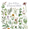 Poster - Grow-at-Home Medicinal Herbs