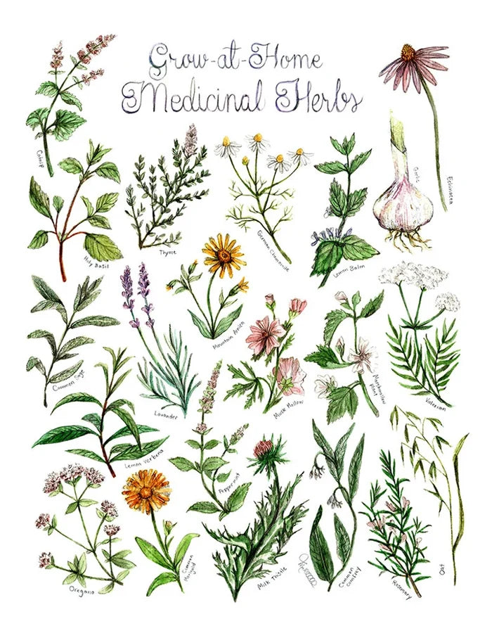 Poster - Grow-at-Home Medicinal Herbs