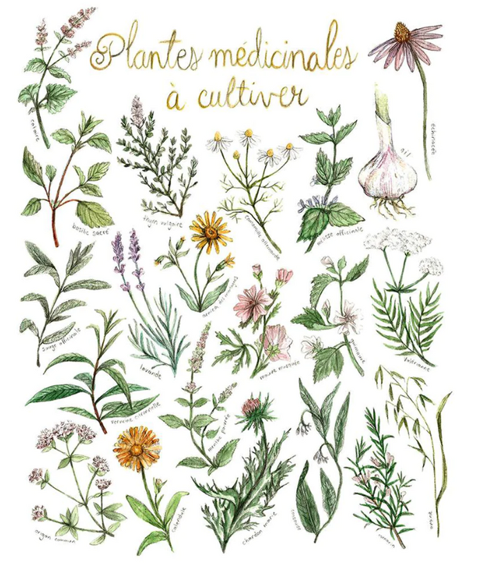 Poster - Grow-at-Home Medicinal Herbs