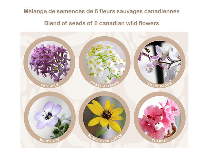 Seed card Mushrooms
