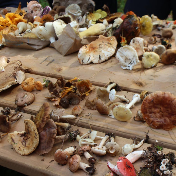 September 10, 2026 - Introduction to Wild Mushrooms of Northeastern North America - In French
