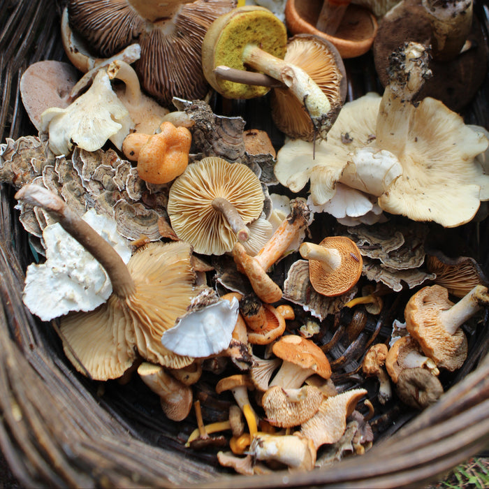 September 13, 2026 - LAURENTIANS - Mushroom-Hunting Excursion