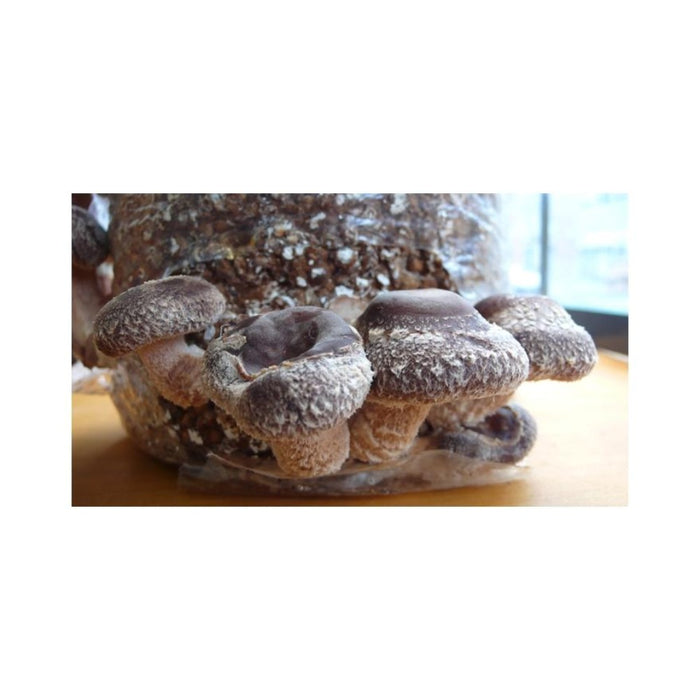 Shiitake - Liquid Mycelium Syringe