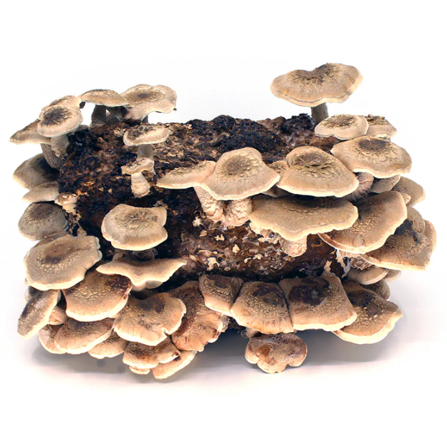 Shiitake Mushroom Grain Spawn