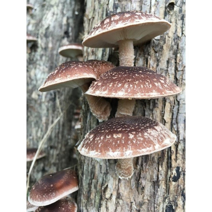 Shiitake Plug Spawn