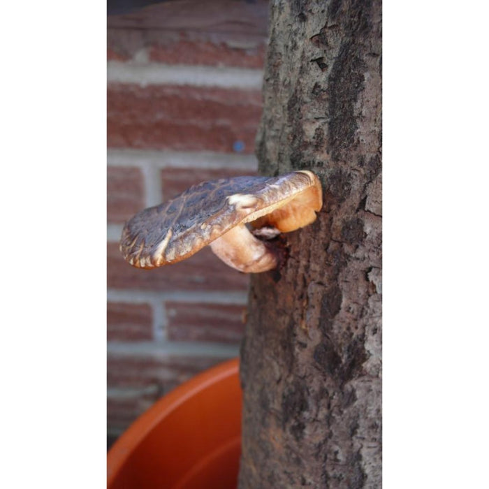 Shiitake Plug Spawn