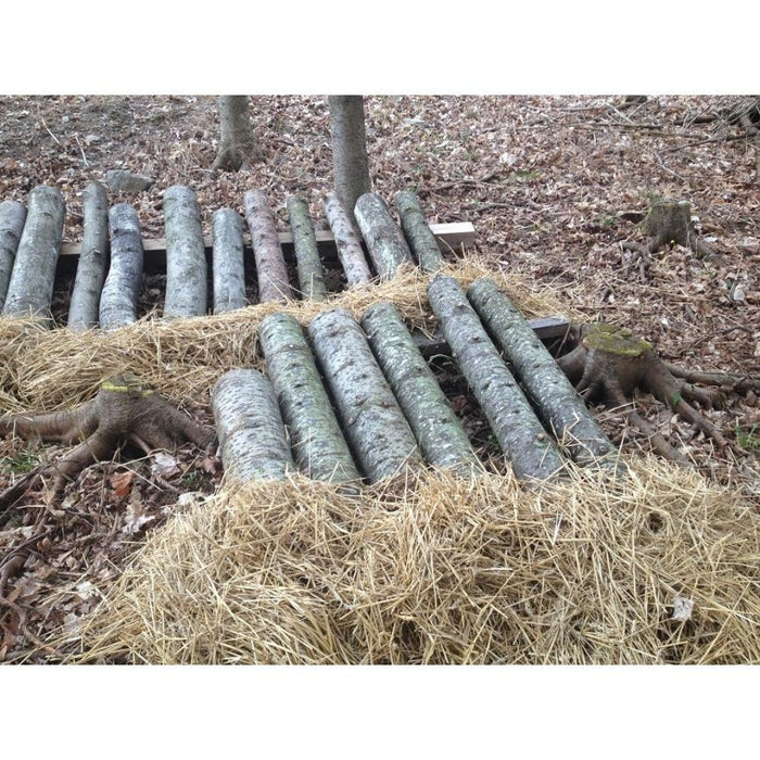 Shiitake Plug Spawn
