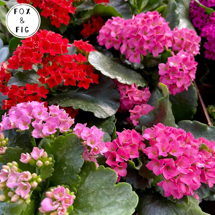 Succulents ~ Various Varieties & Sizes in Plastic Grow Pots
