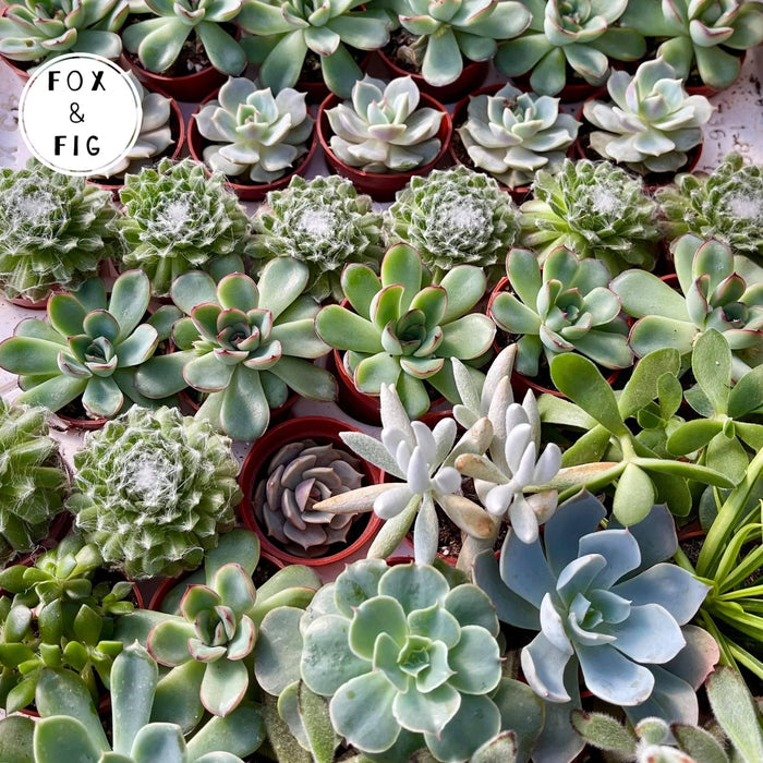 Succulents ~ Various Varieties & Sizes in Plastic Grow Pots