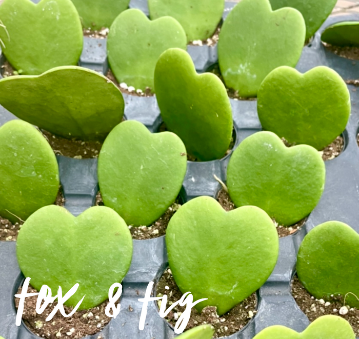Succulents ~ Various Varieties & Sizes in Plastic Grow Pots