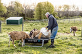 Tarter Goat Bunk Feeder 5'