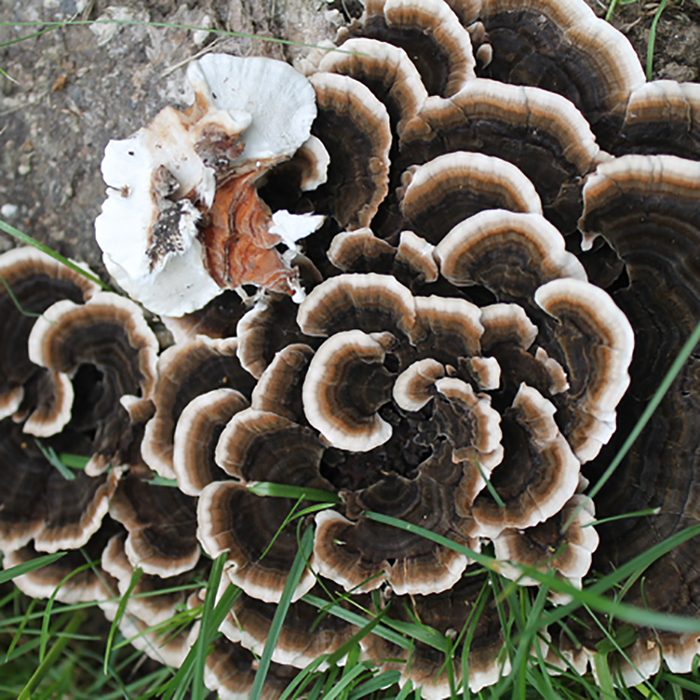 Turkey Tail Plug Spawn