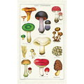 Vintage Tea Towel - Mushrooms