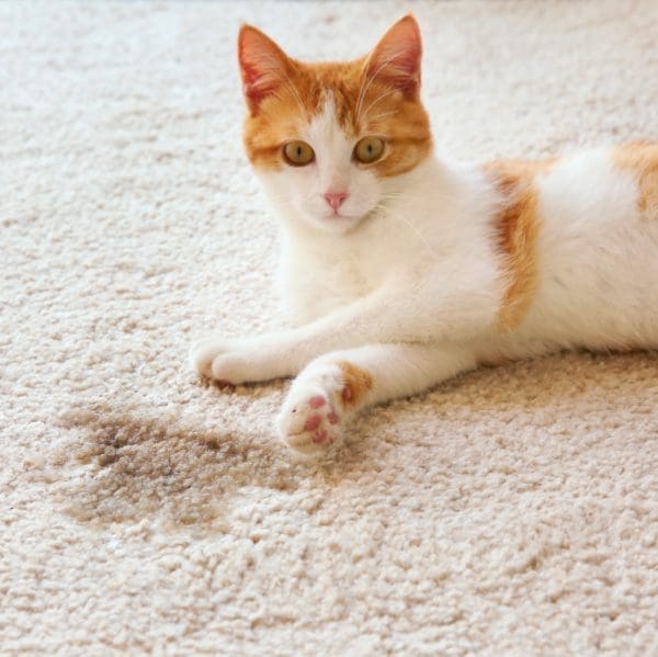 Wee Away X2 Stain & Odor for Cats & Kittens Green Tea Scent