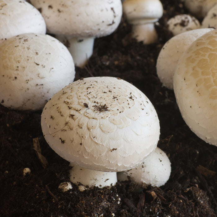 White Button Mushroom - Liquid Mycelium Syringe