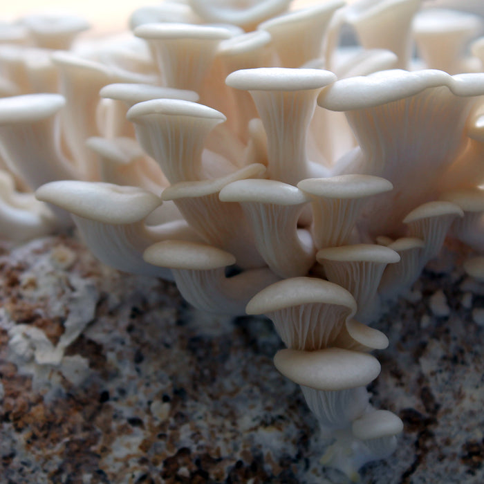 White Oyster Mushroom Grow Kit