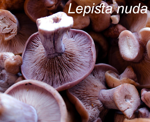 Wild Blewit - Liquid Mycelium Syringe