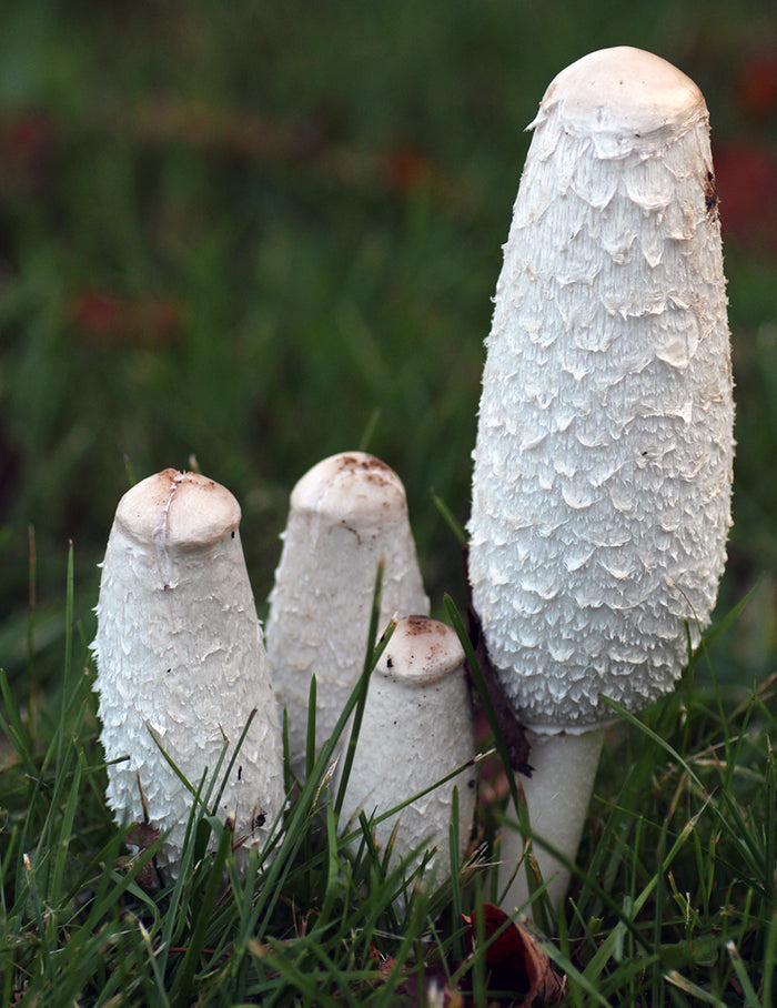 Wild Shaggy Mane Mushroom - Liquid Mycelium Syringe